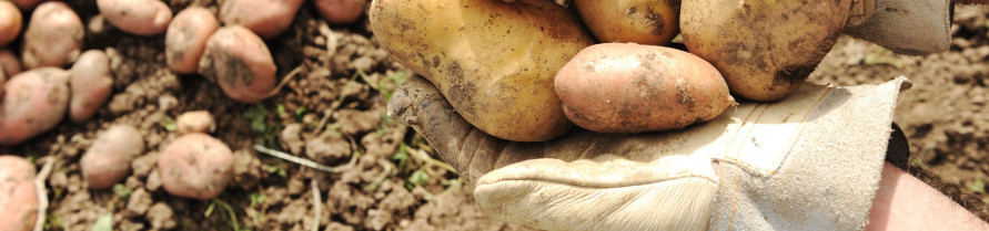 “Patatas Ama”: O salto do comercio local ó nacional