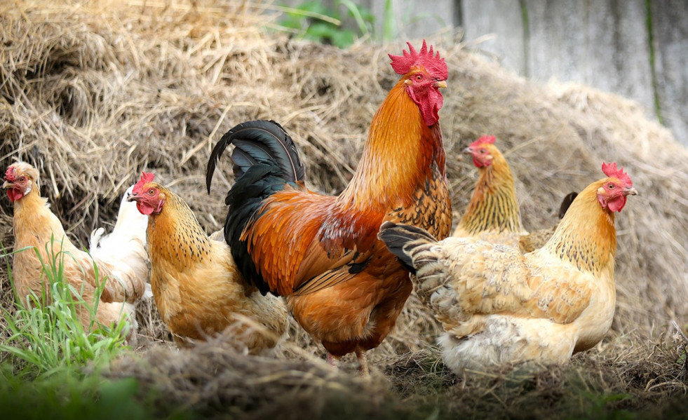 A Xunta rexeita o rexistro obrigatorio dos galiñeiros