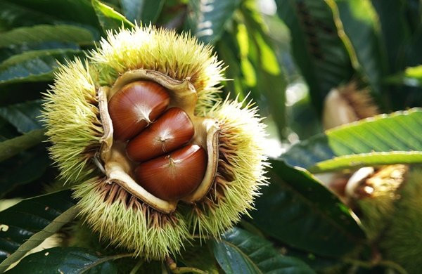 Xuvemprende promove a plantación de castiñeiros para recuperar os soutos do Xurés