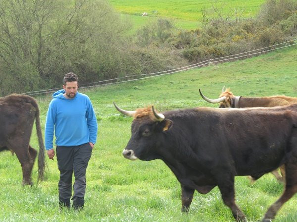 Un mozo de Covelas recupera a raza de vaca limiá en perigo de extinción