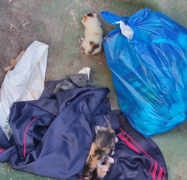 Aparecen 7 gatiños abandonados nun contedor de lixo en Xinzo