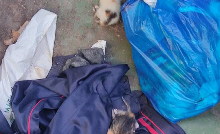 Aparecen 7 gatiños abandonados nun contedor de lixo en Xinzo