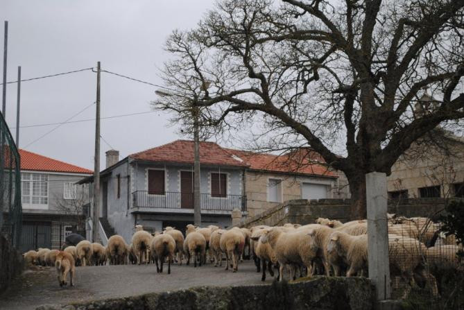 Escornabois (Trasmiras) concentrará preto de 300 hectáreas de terreo