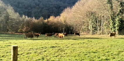 A Consellería de Medio Rural leva mobilizados máis de 9.300 ha. dende fai pouco máis dun ano
