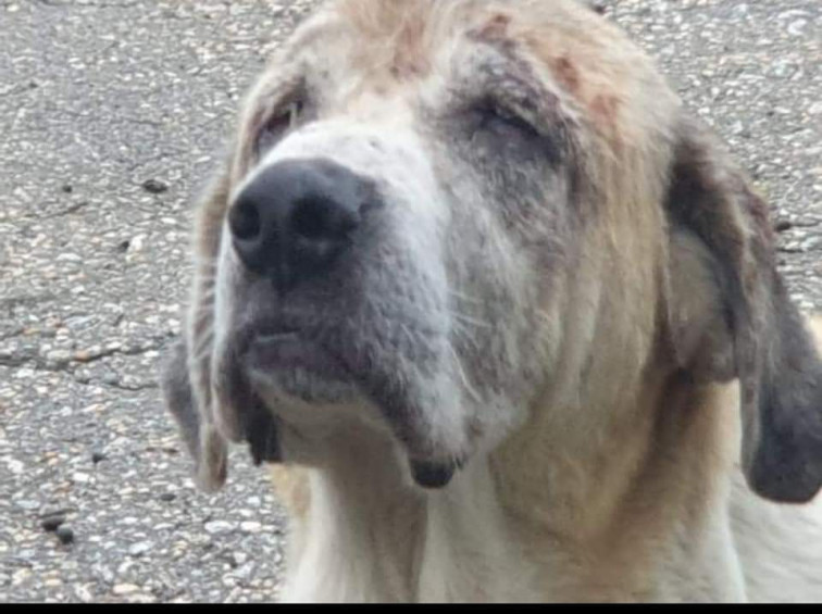 Toda a Limia consternada polas imaxes destes animais