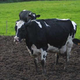 Bande organiza un curso para prever riscos laborais en explotacións agrogandeiras