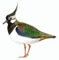 Unha (moi) boa nova