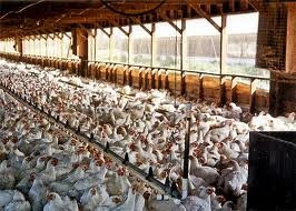 Los datos de nitratos  de las aguas del Limia son de los más altos del mundo