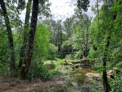 Retíranse varias árbores do río Limia nas actividades de limpeza da CHMS