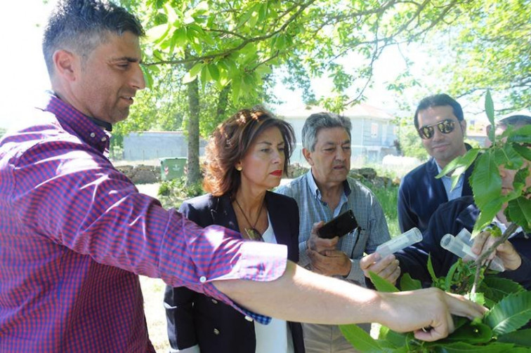 Medio Rural reforza a loita contra a avespiña do castiñeiro coa solta de 1,6 millóns de exemplares do seu parasito