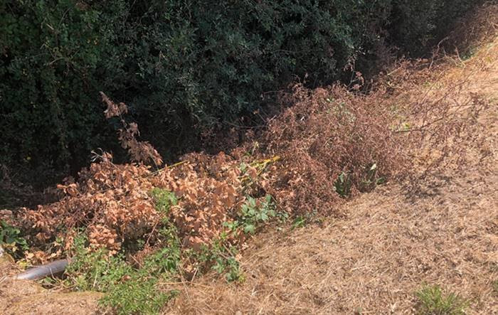 Os Socialistas de Sarreaus demandan a retirada e eliminación dos restos das podas abandonadas nas cunetas da estrada ou-1102