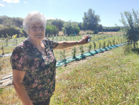 “A los arándanos hay que hablarles”- Concepción Ferreiro Salgado