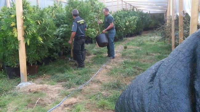 PLANTACIÓN  DE MARIHUANA EN TRASMIRAS. TODA LA FAMILIA IMPLICADA EN EL CULTIVO