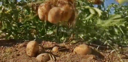 Os produtores de pataca da Limia falan dunha redución do 25% da colleita deste ano