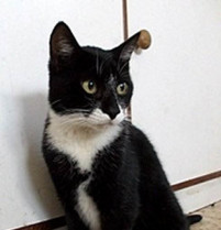 O   DEMO  DO  GATO