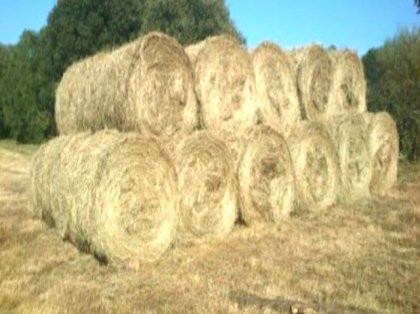 Rouban 360 alpacas en Soutelo de Pena en Xinzo