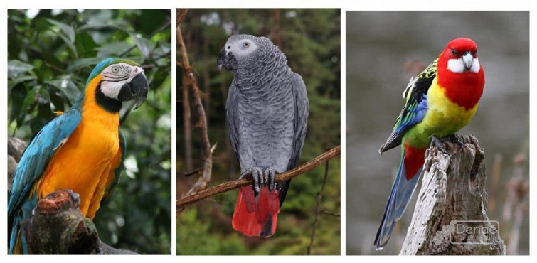 Detido dous veciños, un de Entrimo e outro en Barbádas, por posesión irregular de aves.