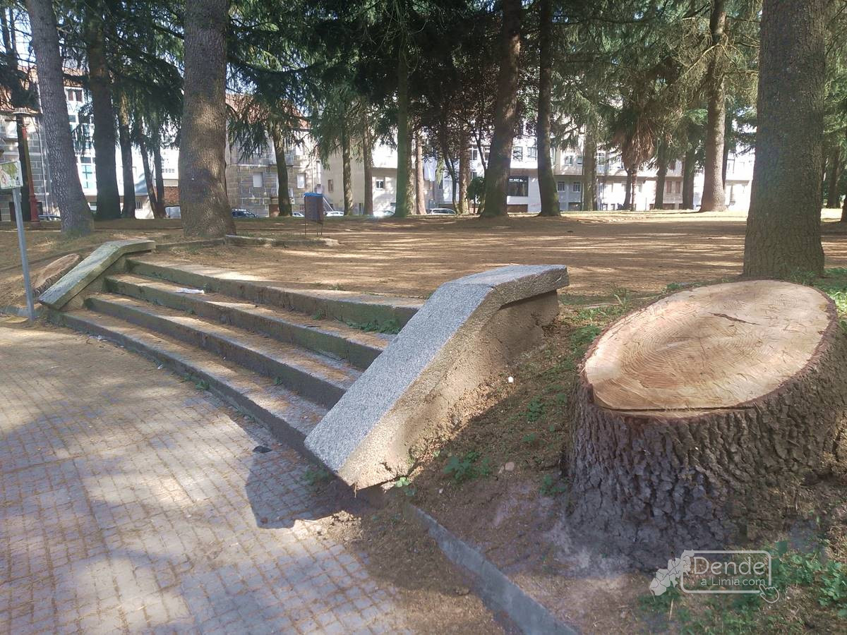 árbol cortado