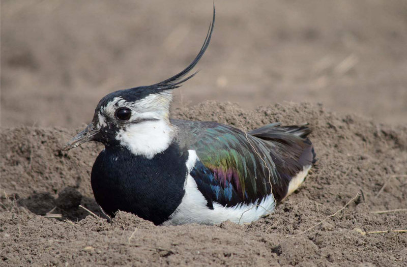 Vanellus_vanellus_web