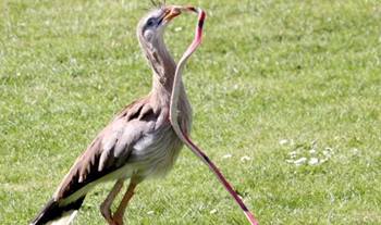 pajaro-secretario-contra-serpiente