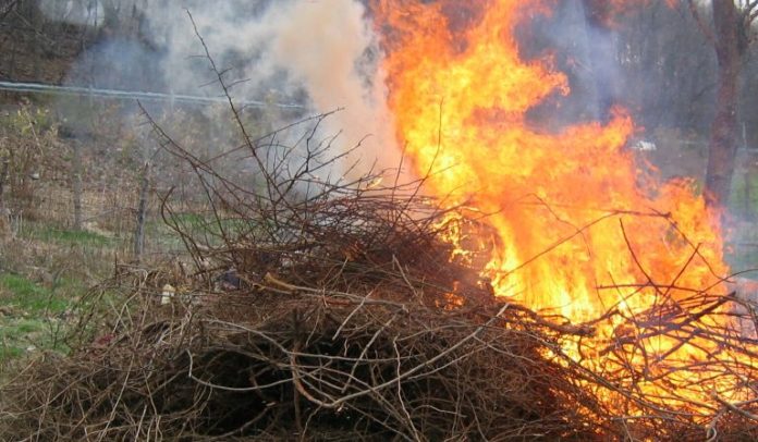 Burning_pile_of_multiflora_rosesssss-768x448-1-696x406