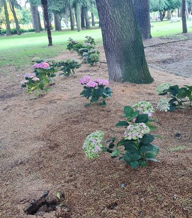 hortensias