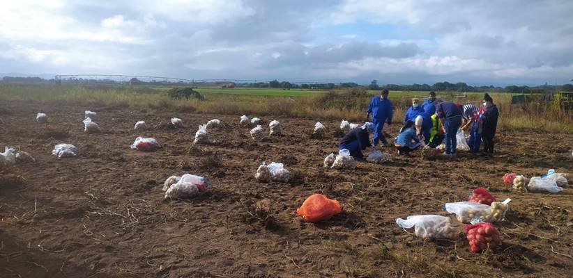 Inicio da recollida dos ensaios de campo da pataca na finca Antela - 2