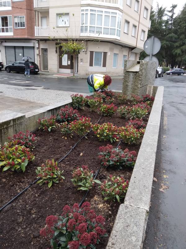 plantas