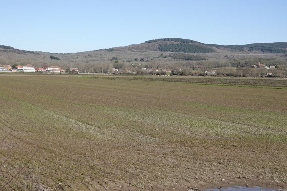 Finca de trigo estragada polas chuvias