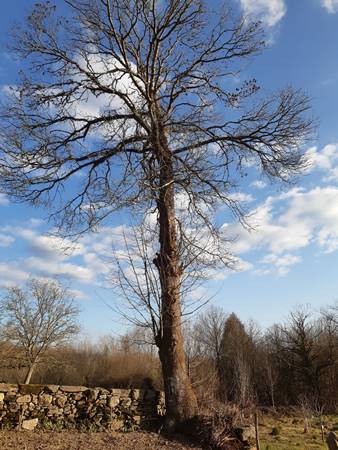 árbol manola 2